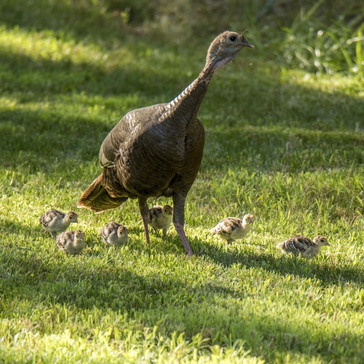 Wild turkey with chicks